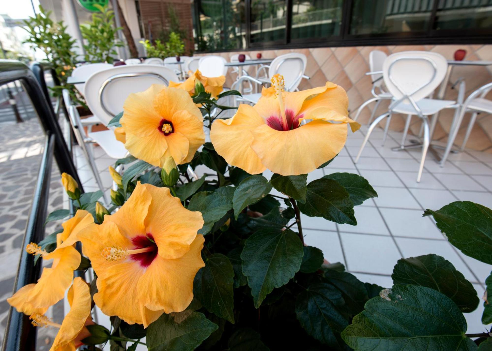 Hotel Scarlet Ρίμινι Εξωτερικό φωτογραφία
